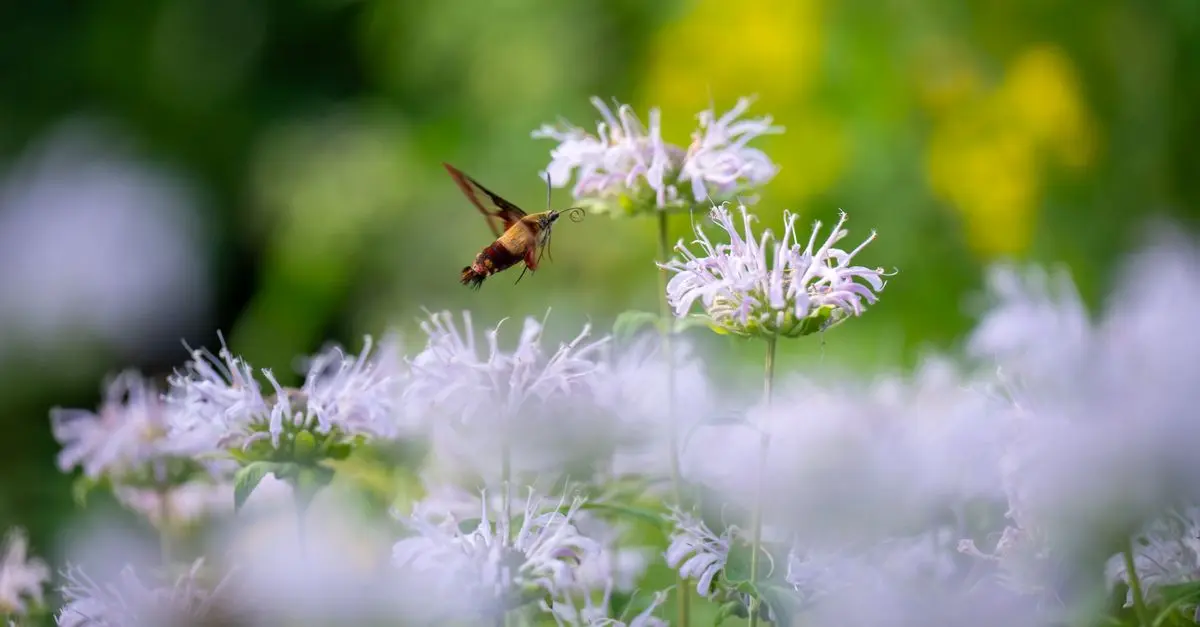 Comment Aménager un Jardin Biodiversifié : Guide Pratique