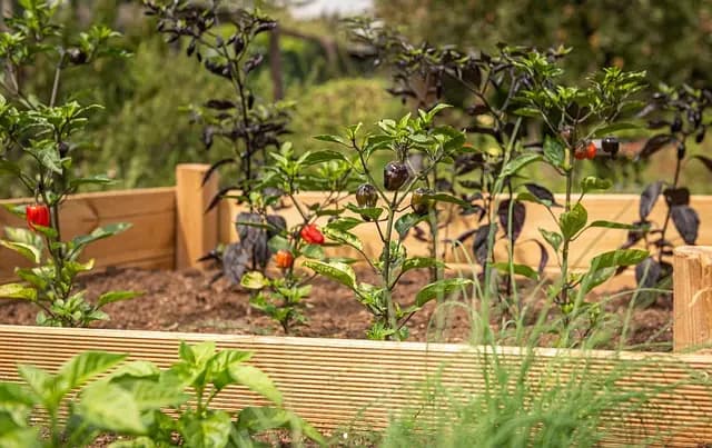 10 Astuces Pour Réussir Votre Jardin Aromatique