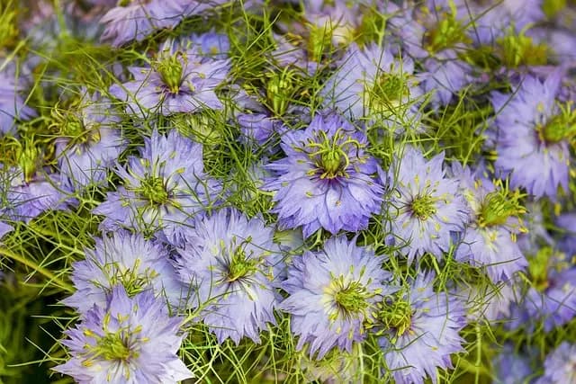 Comment Créer un Jardin Écologique de A à Z