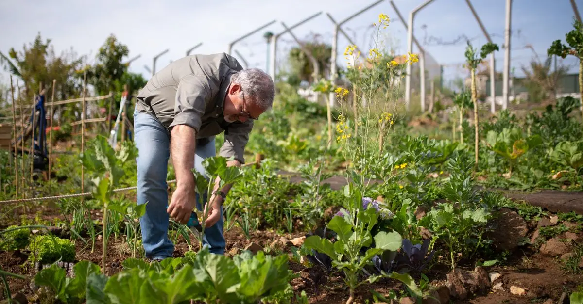 Les 5 légumes faciles à cultiver pour débutants
