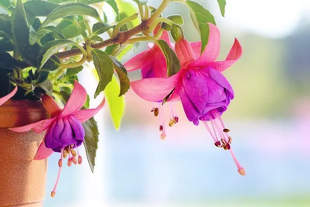 Les Meilleures Plantes À Cultiver Pour Un Jardin Éblouissant