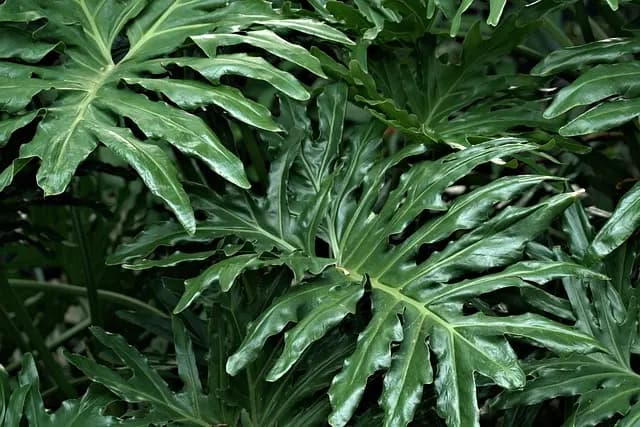 10 Plantes Aromatiques à Cultiver pour Éveiller Votre Jardin