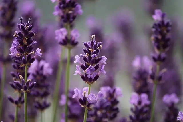 Comment créer un jardin d'herbes aromatiques facilement