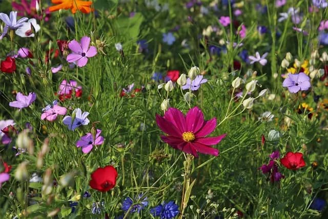 10 Plantes Parfaites pour un Jardin d'Été Éblouissant