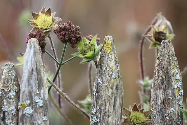 Guide Complet pour Créer un Jardin Sensoriel Éveillant Vos Sens