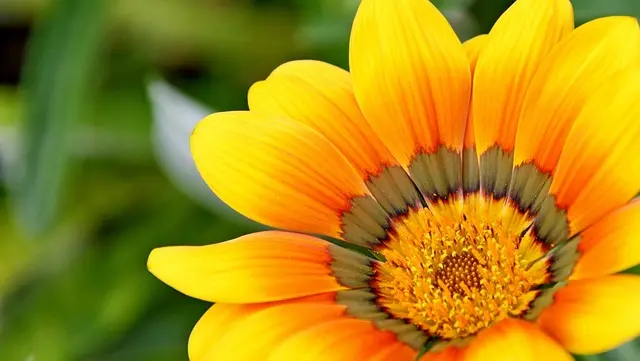10 Astuces Incontournables pour Réussir Votre Jardin