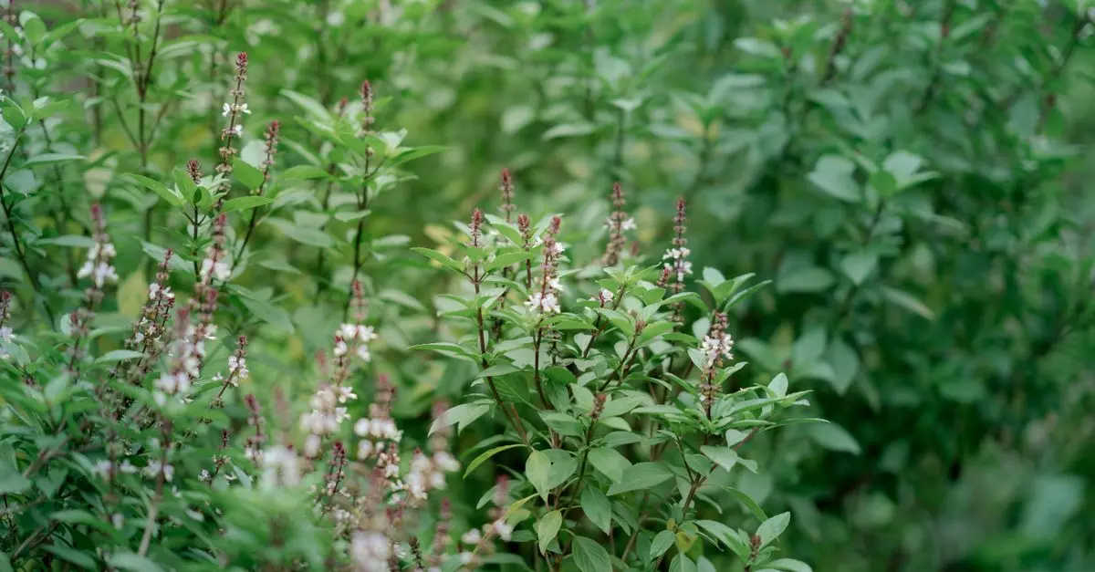 Comment créer un jardin d'herbes aromatiques facilement