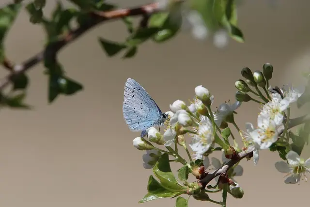 Comment Créer un Jardin Biodiversifié : Guide Complet