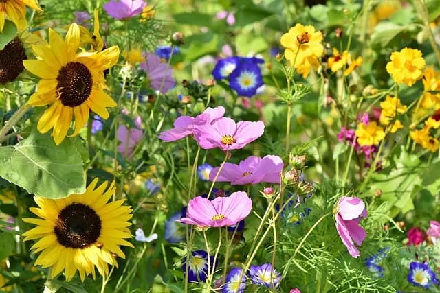 10 Astuces Incontournables pour Réussir Votre Jardin en Été