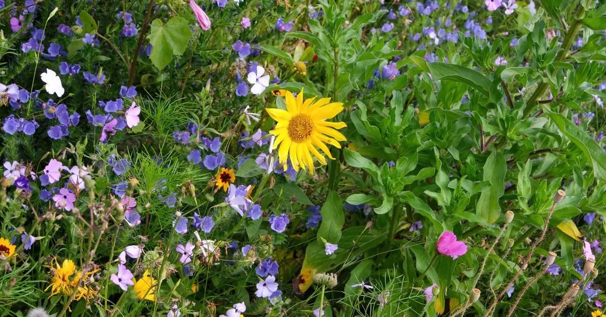 10 Plantes Écologiques à Cultiver pour un Jardin Durable