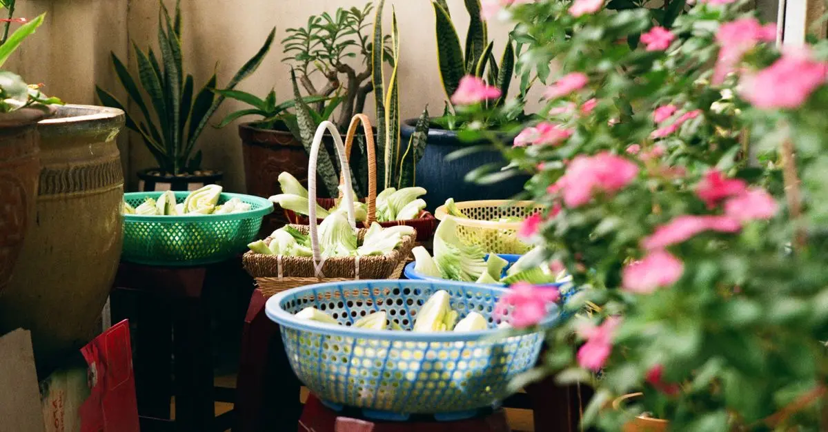 Créer un potager sur un balcon : Guide pratique