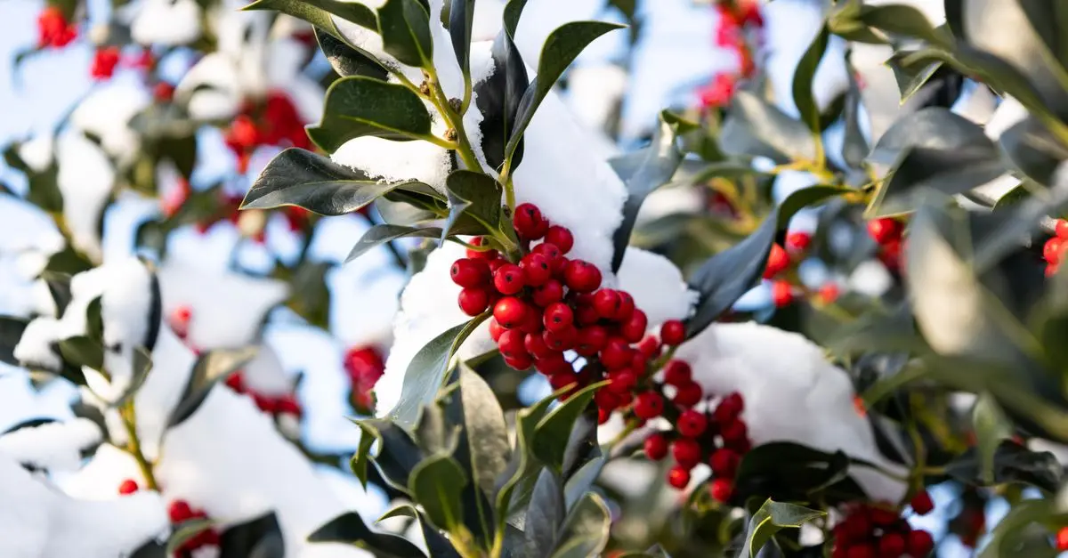 Comment choisir les meilleures plantes pour un jardin en hiver