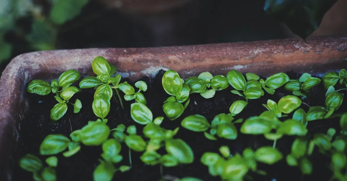 Comment aménager un potager pour un rendement optimal