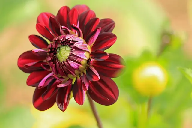 10 Plantes Parfaites pour Créer un Jardin d'Été Éblouissant