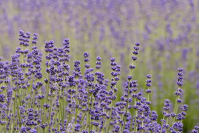 10 Plantes Parfaites Pour Un Jardin Aromatique Épanouissant