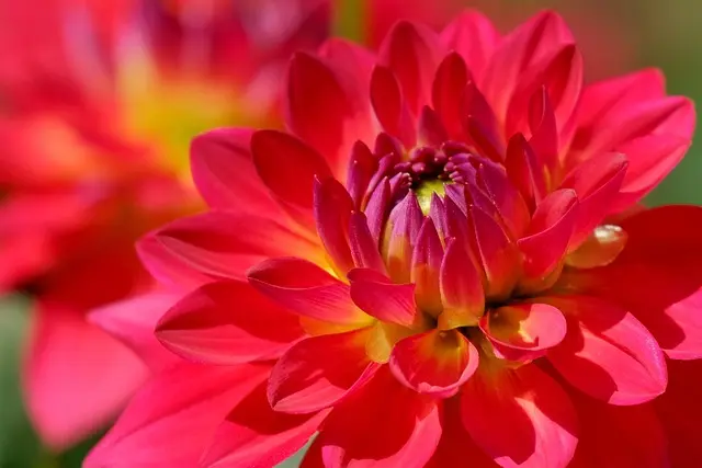 10 Plantes Parfaites pour un Jardin d'Été Éblouissant