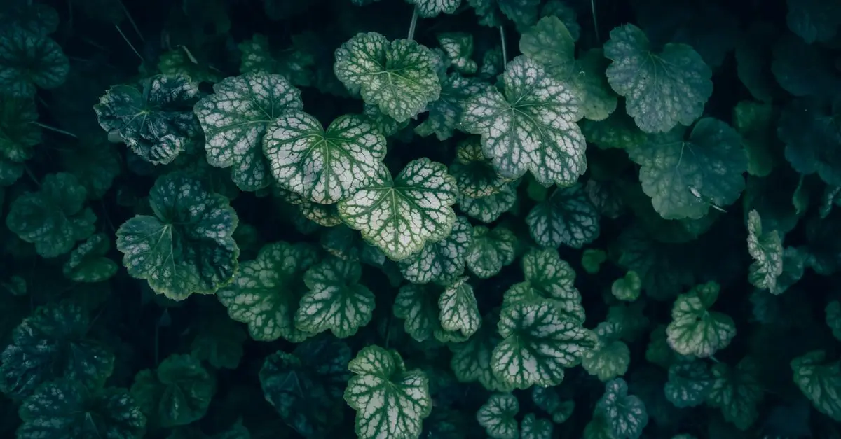 Les 10 meilleures plantes pour un jardin d'ombre éclatant