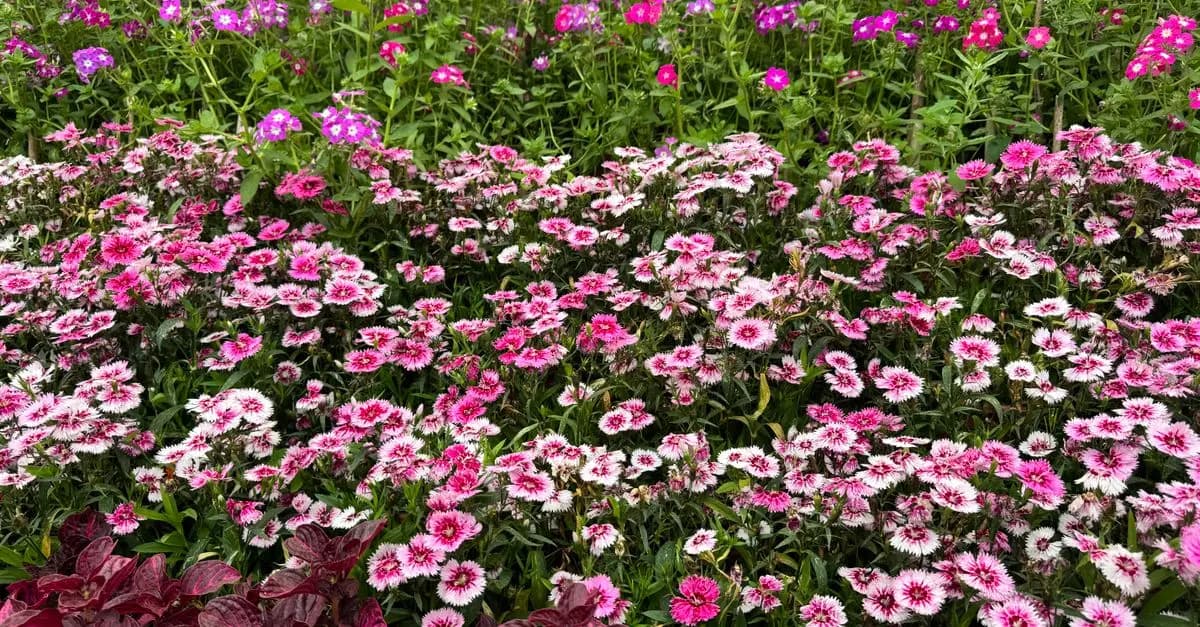 5 Astuces pour Cultiver des Légumes Faciles au Printemps
