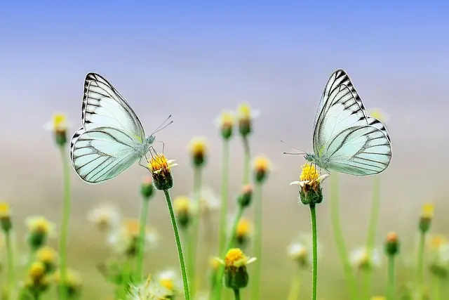 Comment cultiver des légumes bio dans votre jardin