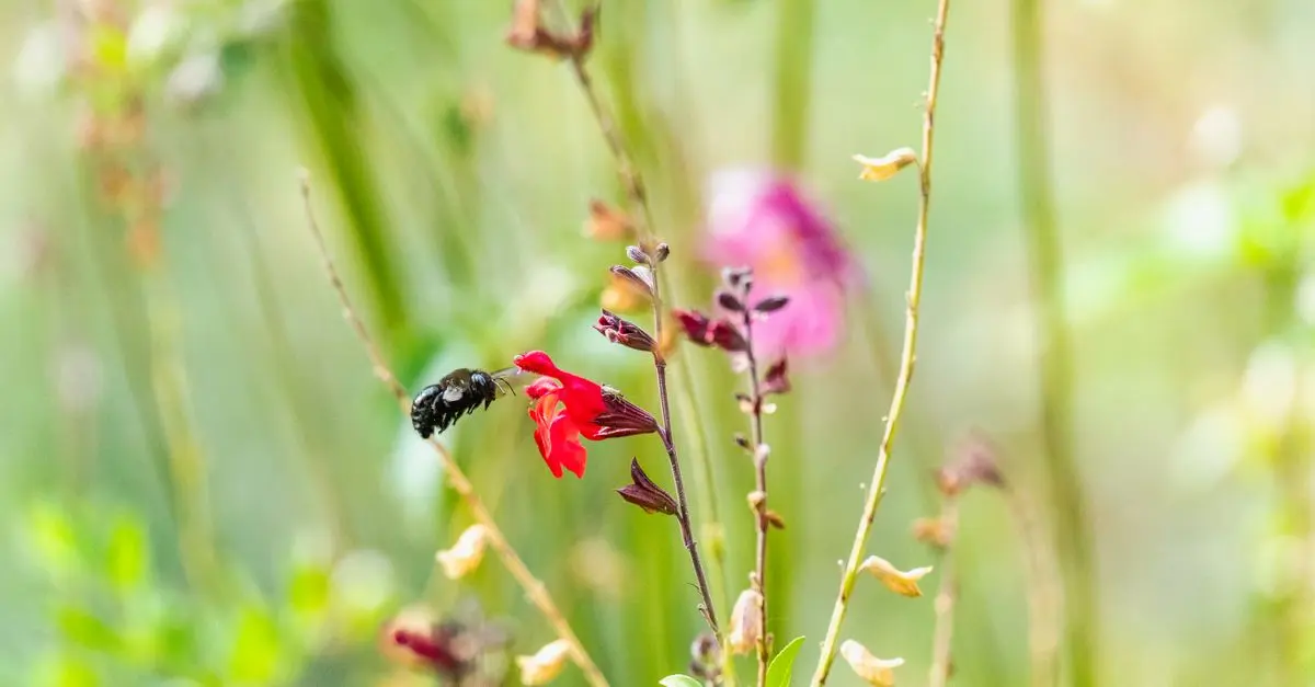 Comment accueillir les insectes utiles dans votre jardin