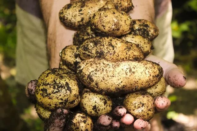 Comment créer un potager d'hiver : Guide pratique