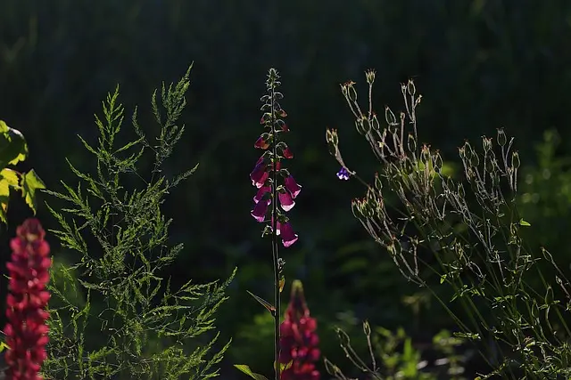 Les Meilleures Plantes Medicinales à Cultiver Dans Votre Jardin
