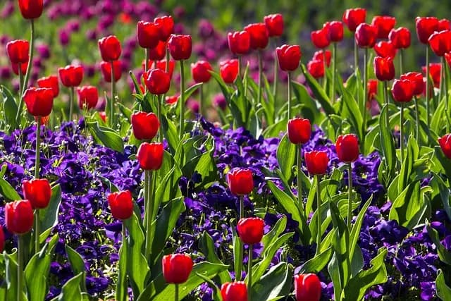 Les Plantes Parfaites pour Éveiller Votre Jardin au Printemps