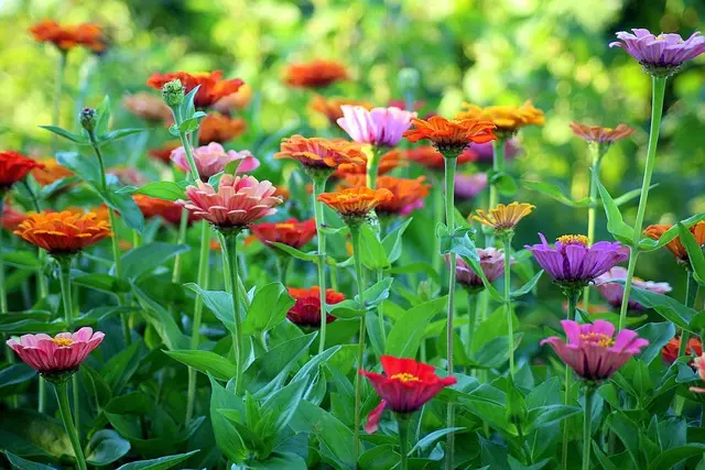 Comment Planifier Votre Jardin Pour Maximiser l'Espace