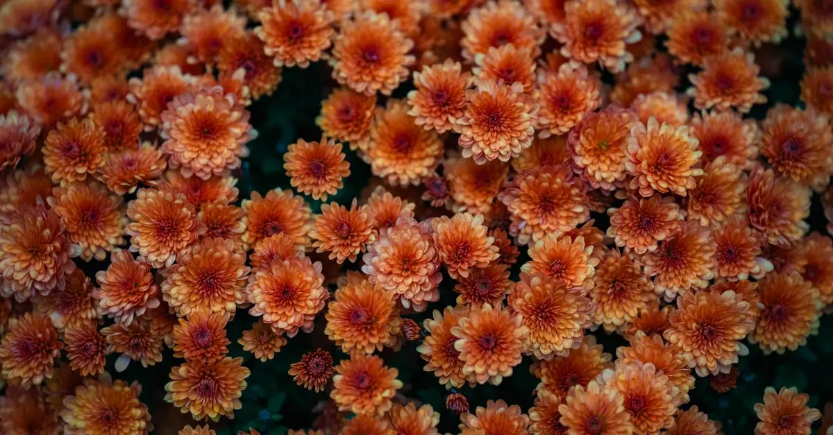 7 Astuces Incontournables Pour Cultiver des Fleurs Éblouissantes
