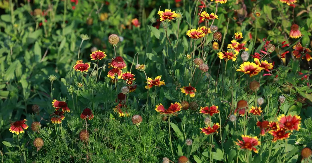 Les Plantes Parfaites Pour Créer Un Jardin Écologique
