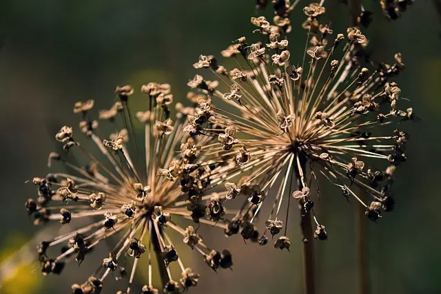 Comment créer un jardin d'hiver captivant en 5 étapes