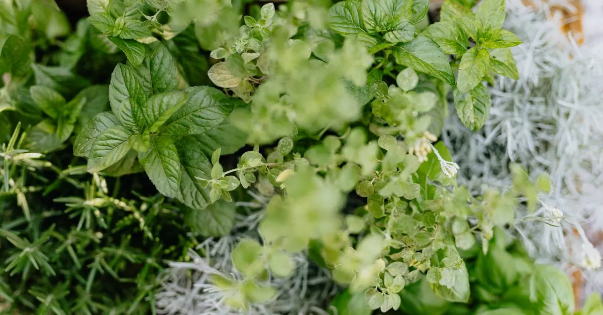 10 Plantes Aromatiques à Cultiver pour un Jardin Éclatant