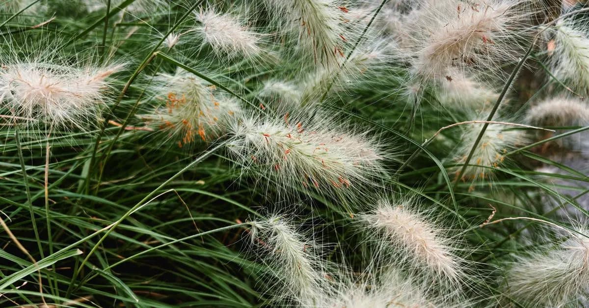 Graminées ornementales : Ajouter du mouvement et de la texture
