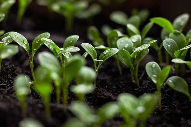 Comment choisir les meilleures plantes pour un jardin écologique