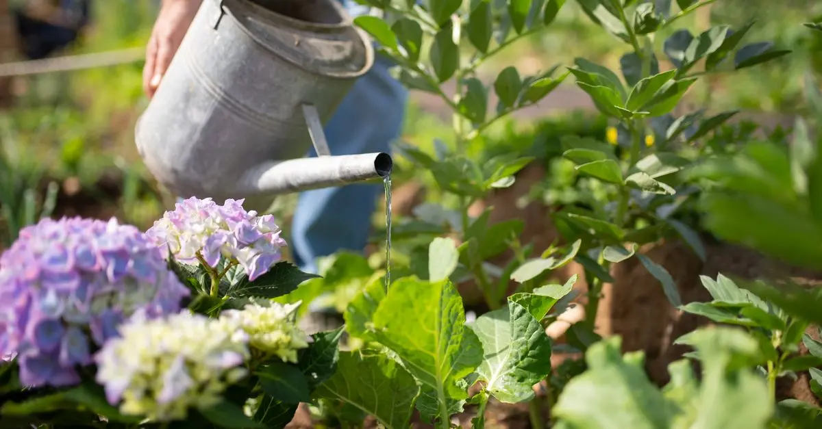 Les bases du jardinage régénératif : Guide pratique