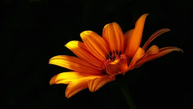 Comment choisir les meilleures plantes pour votre jardin