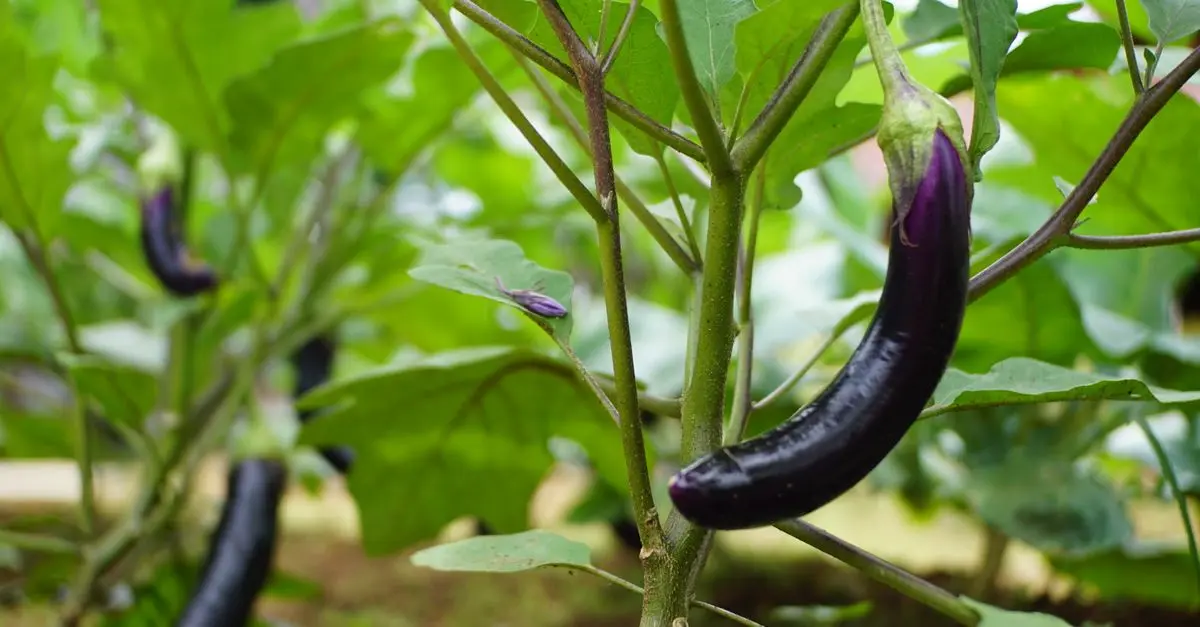 Les meilleurs légumes à cultiver pour un rendement optimal
