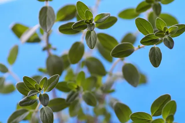 Comment créer un jardin de plantes aromatiques facilement