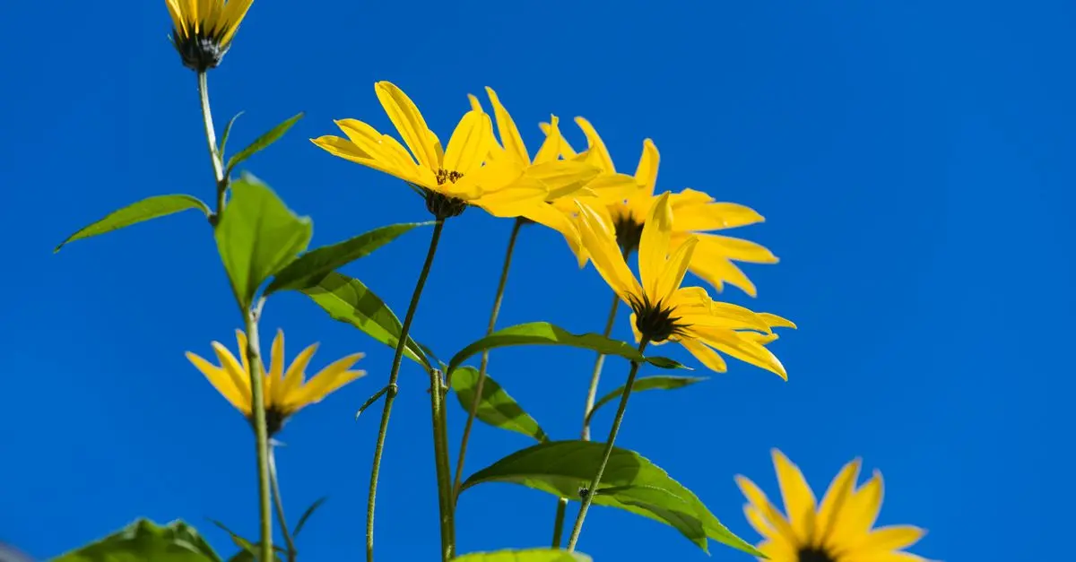 Comment choisir les plantes idéales pour un jardin ensoleillé