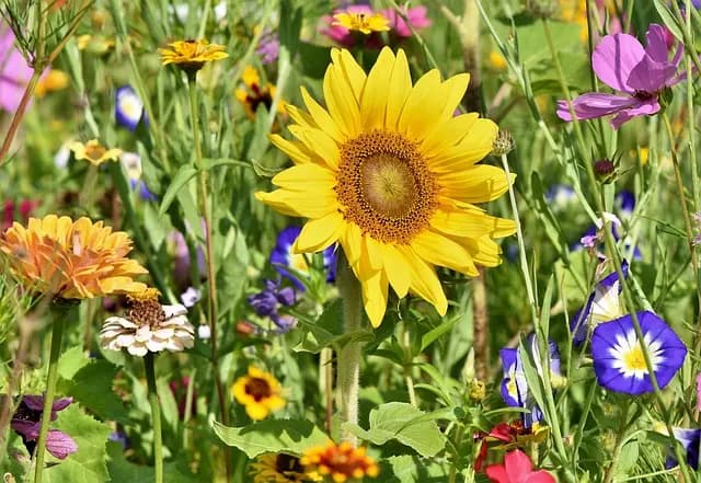 Comment créer un jardin comestible épanouissant : Guide pratique