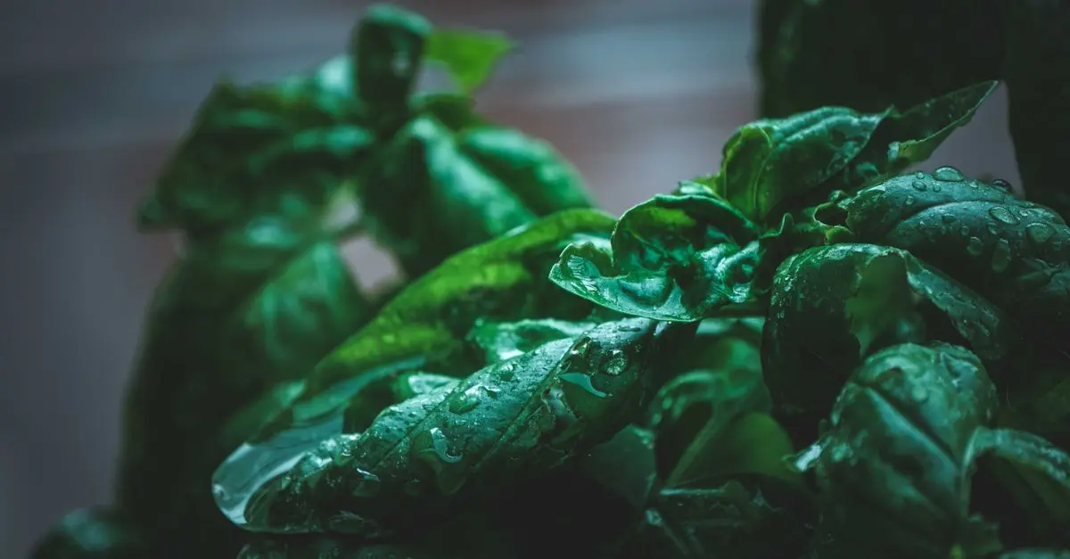 Comment Cultiver des Plantes Aromatiques en Intérieur