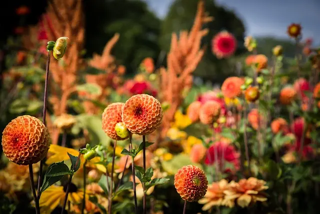 Les Plantes Résistantes à la Chaleur : Top 10 à Ajouter à Votre Jardin