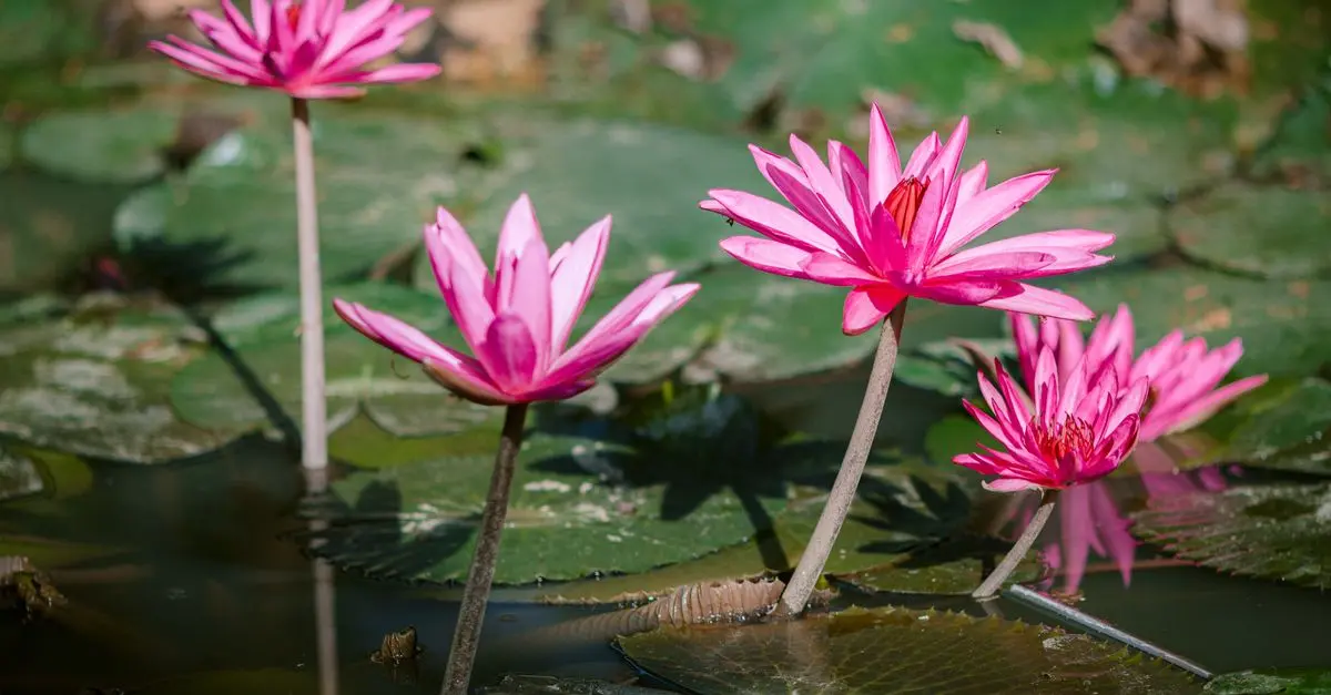 Comment choisir les meilleures plantes pour un jardin aquatique