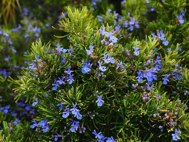 5 Plantes Méditerranéennes Indispensables pour un Jardin Écolo
