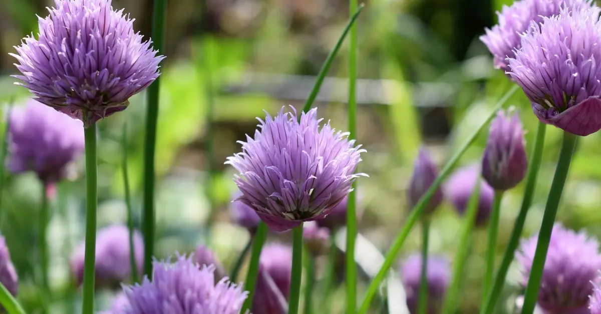 Les bienfaits du jardinage sur la santé physique et mentale