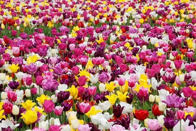 10 Plantes Vivaces Incontournables pour un Jardin Écologique
