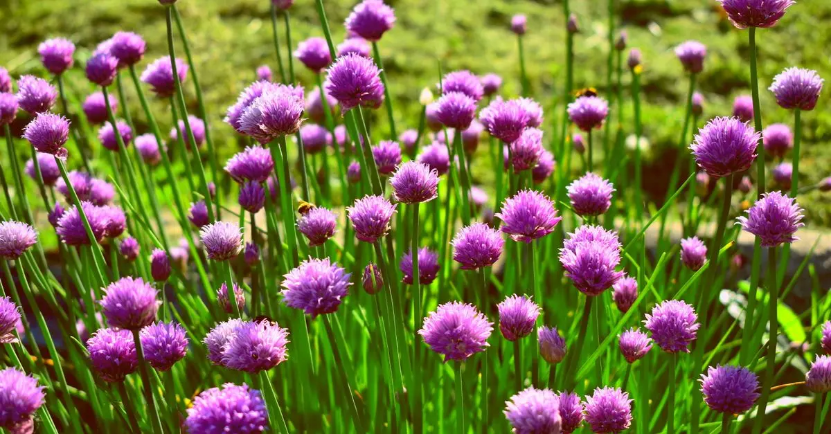 Comment créer un jardin de plantes comestibles : Guide pratique
