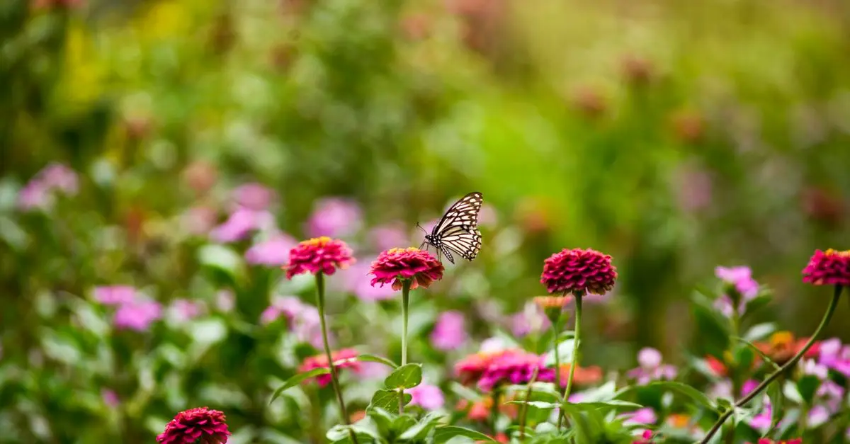 Comment créer un jardin en harmonie avec la biodiversité