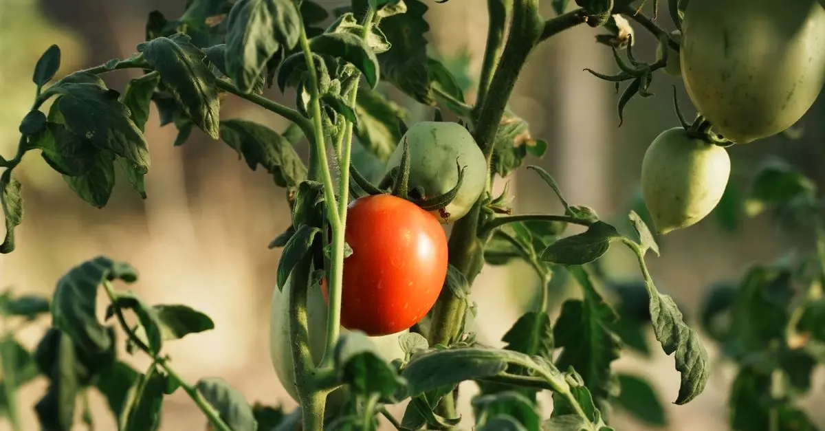 10 astuces pour réussir la culture de vos légumes d'été