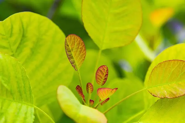 Les meilleures techniques de taille pour vos plantes